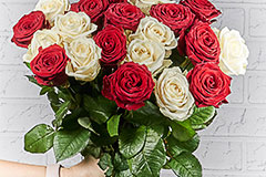 roze00260 240
